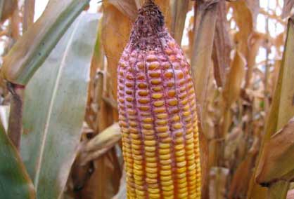 Präventions- und Kontrollstrategien zur Minimierung der Mykotoxin-Kontamination in Mais