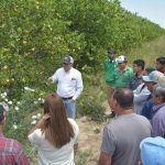 Capacita Secretaría de Desarrollo Rural citricultores en combate a plagas