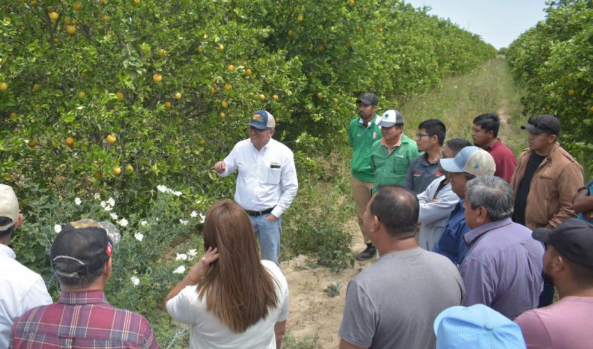 Capacita Secretaría de Desarrollo Rural citricultores en combate a plagas