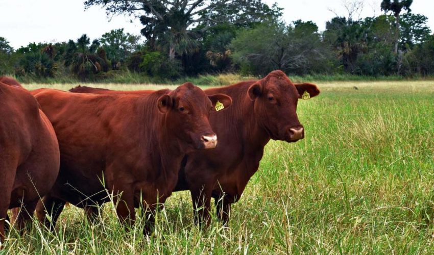 Invita gobierno a productores pecuarios a proponer iniciativas para la Ley Ganadera del Estado de Tamaulipas