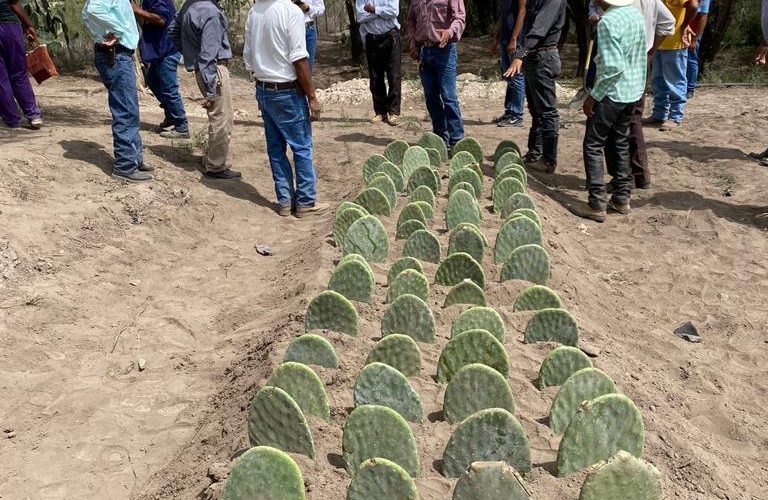 Capacitan a productores agropecuarios mediante el Programa de Extensionismo Rural