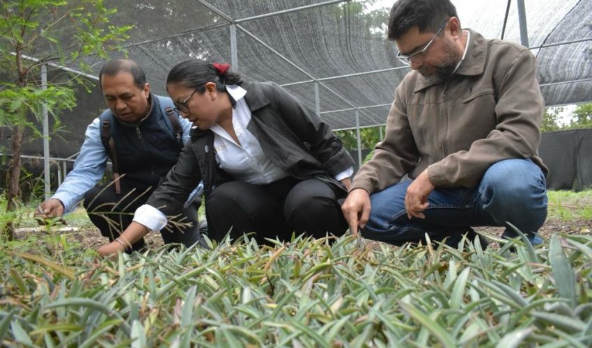 Gobierno del Estado inicia el proyecto de plantación de henequén
