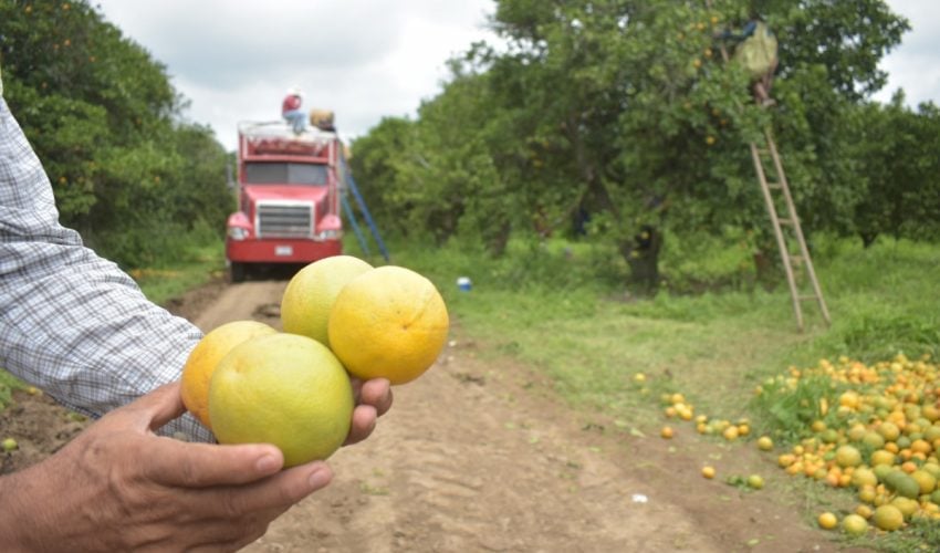 Continúa Gobierno de Tamaulipas con monitoreo y control del cancro de los cítricos