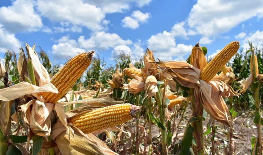 Ponen a disposición de los productores de maíz el Programa de Precios de Garantía