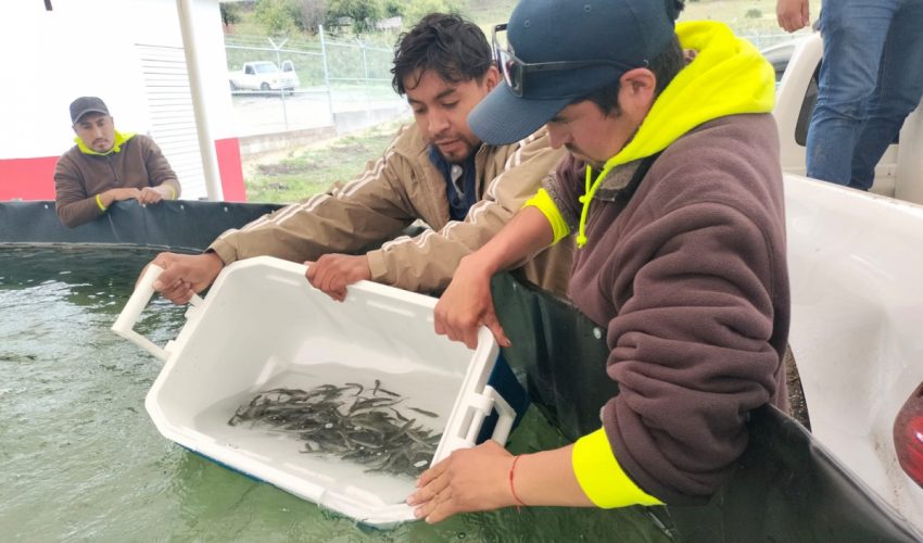Arranca siembra de trucha pinta en Miquihuana