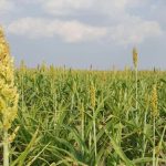 Fortalece Secretaría de Desarrollo Rural el proyecto de sorgo blanco