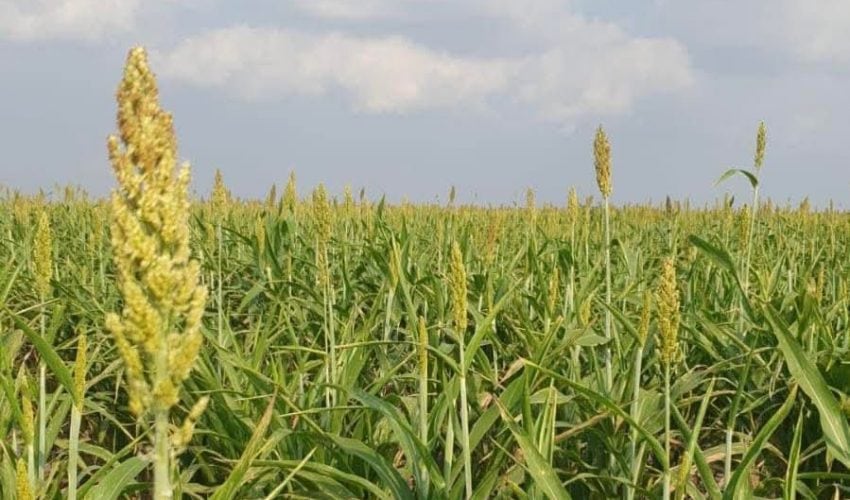 Fortalece Secretaría de Desarrollo Rural el proyecto de sorgo blanco