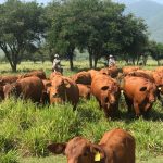 Apuesta Tamaulipas a la ganadería con inversión millonaria