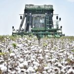 Participa Tamaulipas en reunión binacional para fortalecer la sanidad del algodón