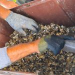 Refuerzan acciones de seguimiento y sanidad en unidades de producción acuícola en Soto la Marina