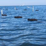 Mejora Gobierno de Tamaulipas acompañamiento técnico al sector acuícola en San Fernando