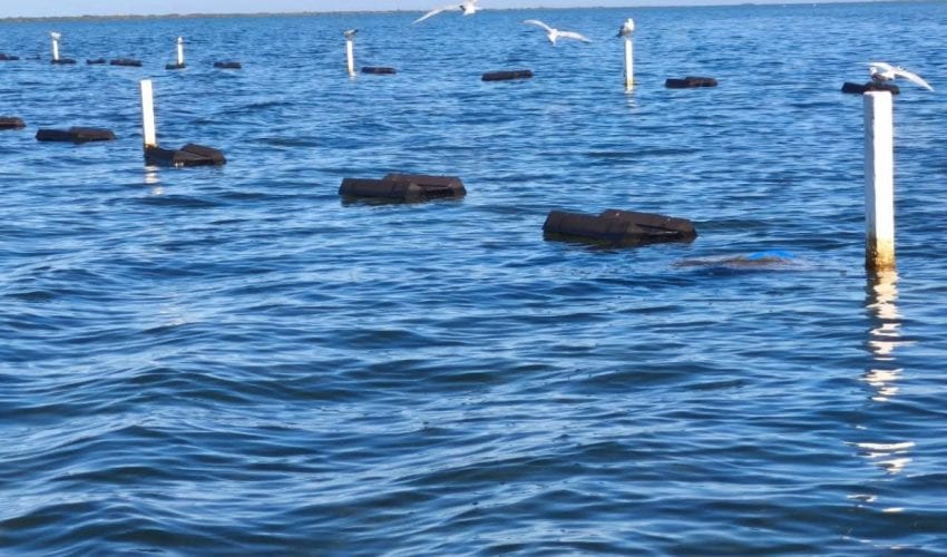 Mejora Gobierno de Tamaulipas acompañamiento técnico al sector acuícola en San Fernando