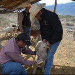 Protegen la producción caprina con barrido sanitario en el altiplano tamaulipeco