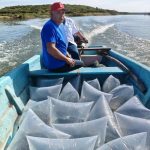 Presas de Tamaulipas reciben alevines para impulsar la pesca comercial