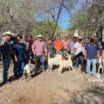 Impulsan evaluación reproductiva de sementales caprinos en Jaumave