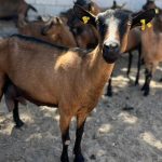 Destaca Tamaulipas con genética caprina de alto nivel en festival nacional