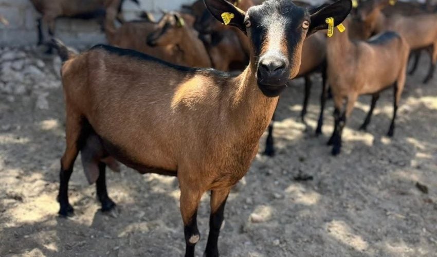 Destaca Tamaulipas con genética caprina de alto nivel en festival nacional