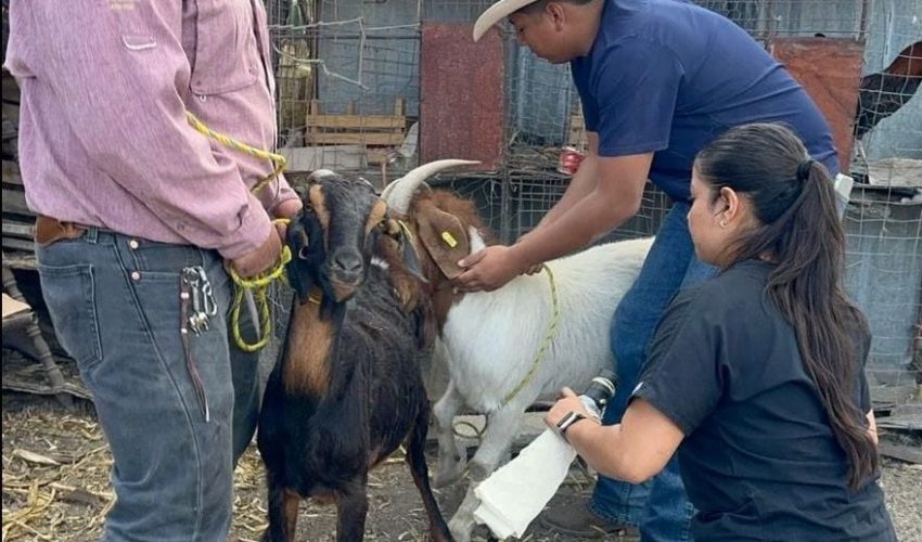 Impulsan eficiencia reproductiva del ganado caprino en Miquihuana