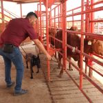 Avanza Tamaulipas en control del gusano barrenador con apoyo de binomios caninos