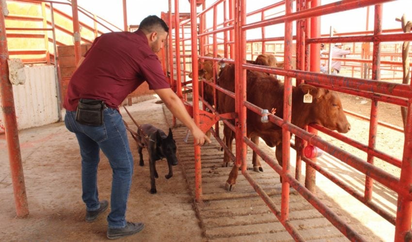 Avanza Tamaulipas en control del gusano barrenador con apoyo de binomios caninos