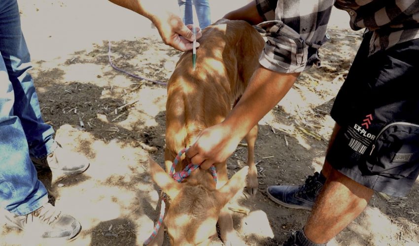 Estado y municipios unen esfuerzos para reforzar sanidad pecuaria en Tamaulipas