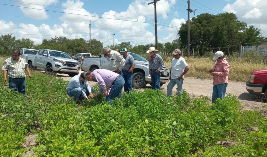 Supervisan avance del cultivo de frijol guar en el norte de Tamaulipas