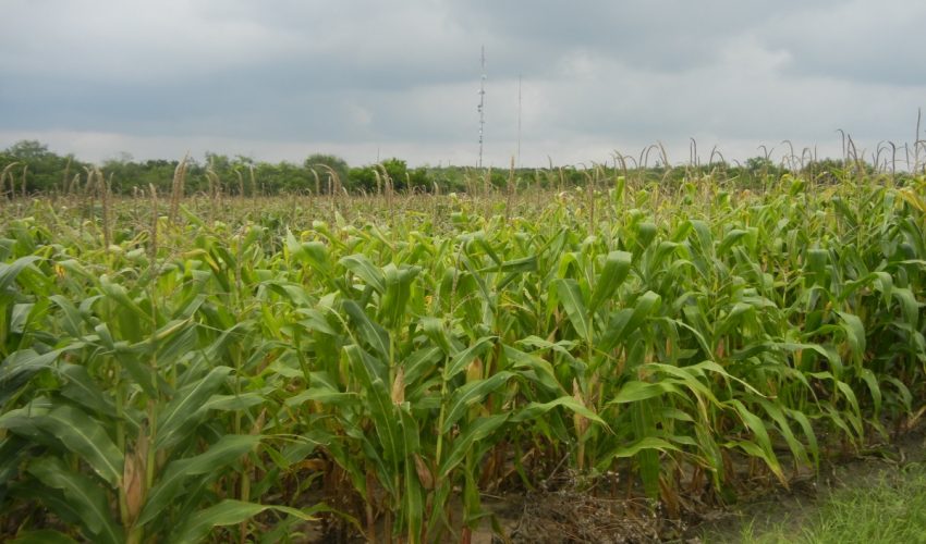 Valor de la Producción Agrícola 2015