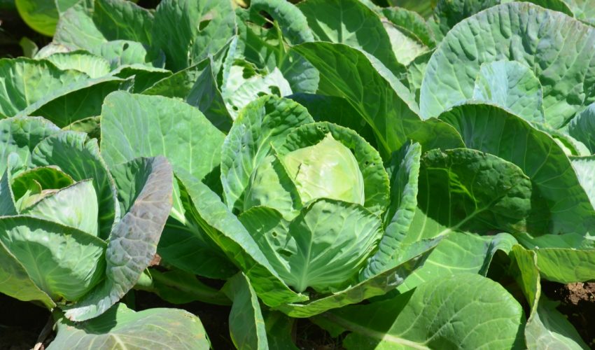 Producción de Hortalizas generadora de mano de obra