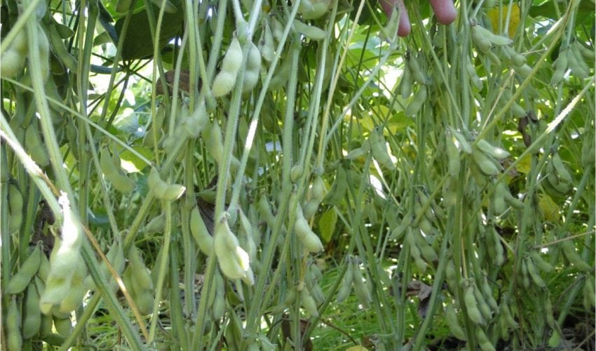 EL CULTIVO DE SOYA EN TAMAULIPAS
