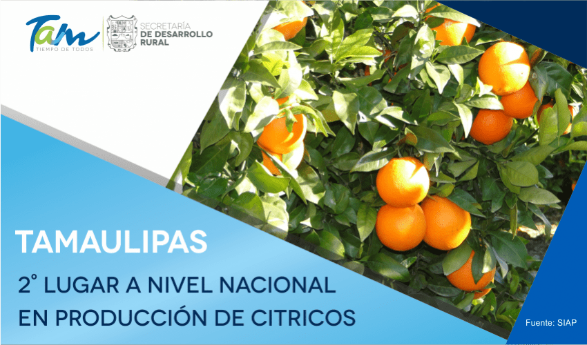 Tamaulipas segundo lugar a nivel nacional en producción de cítricos