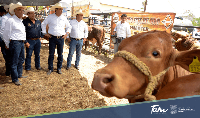 Tamaulipas firme en la recuperación de la competitividad ganadera