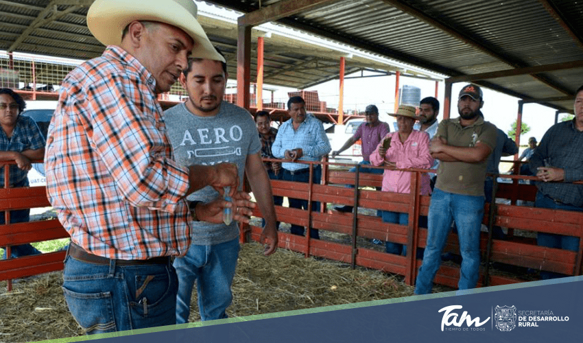 Gobierno del Estado le apuesta a la producción caprina