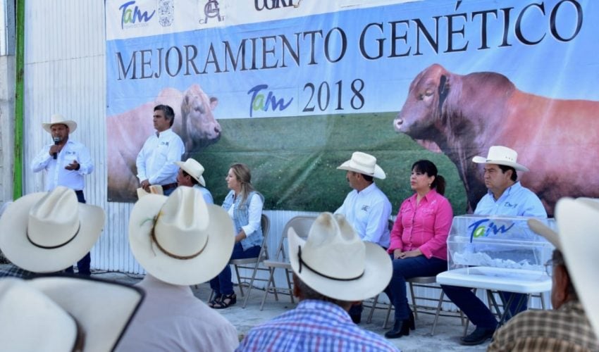 Con 224 sementales de registro, Gobierno de Tamaulipas fortalece la ganadería en la frontera