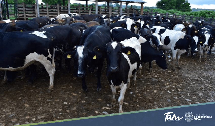 Con vaquillas de doble propósito, el Gobierno del Estado detona la producción de leche