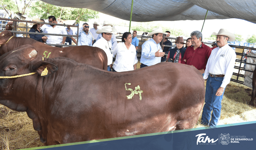 Tamaulipas deja huella con el Programa de Mejoramiento Genético Pecuario Tam 2018