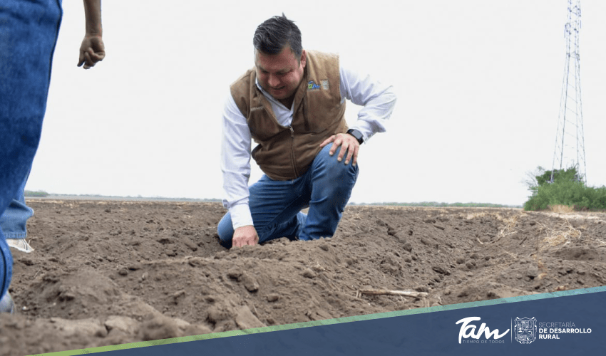 Sigue el dinamismo de siembra de sorgo en el Valle de San Fernando
