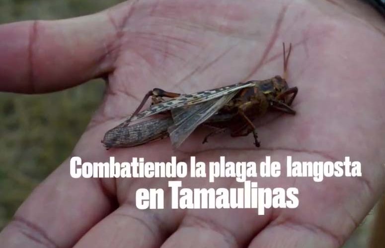 Casi 12 mil hectáreas se han asperjado para combatir la plaga de Langosta en Tamaulipas, las acciones continuarán