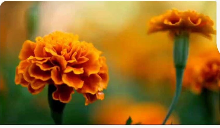 Compartimos video educativo denominado “Cempasúchil flower”