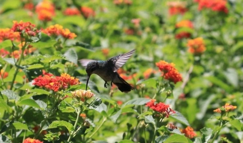 Impulsa la Comisión de Parques y Biodiversidad generación de jardines polinizadores en Tamaulipas