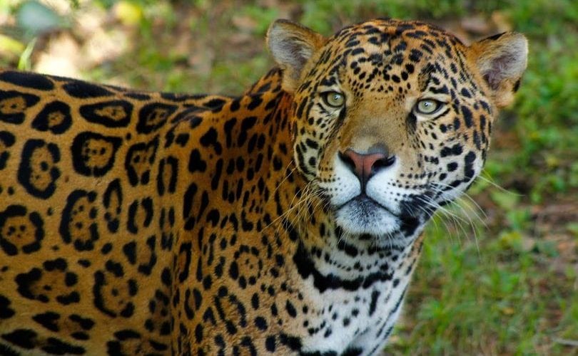 Tamaulipas implementa acciones para la conservación del jaguar