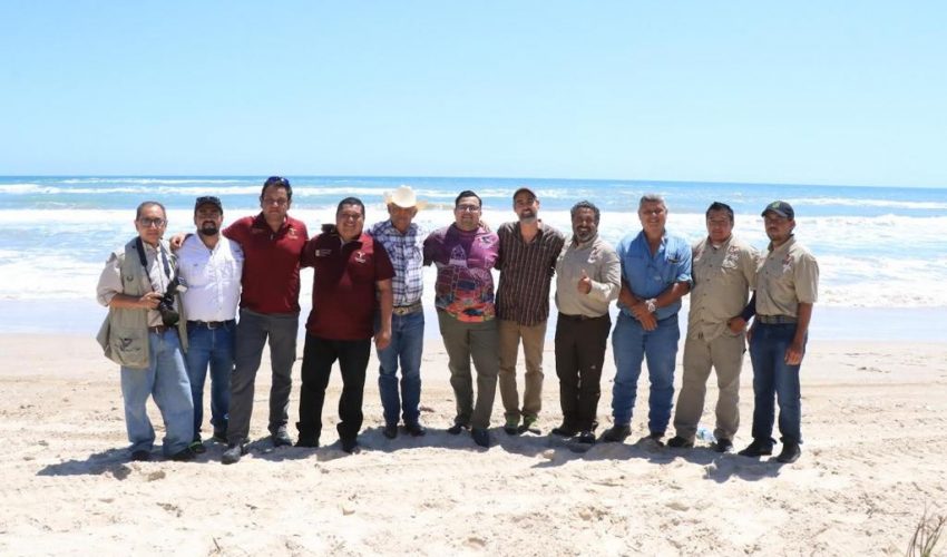 Trabajan autoridades de Tamaulipas con el Gladys Porter Zoo para la protección de tortuga lora