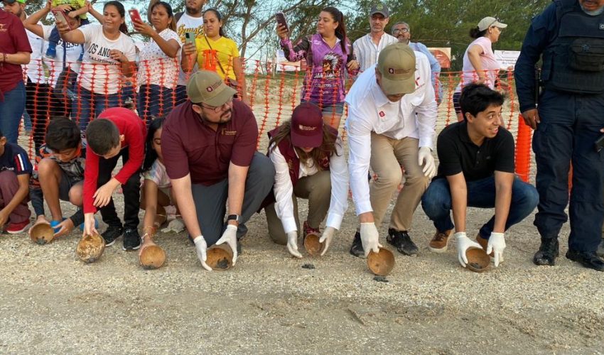 Inicia viaje tortuga lora desde Tamaulipas
