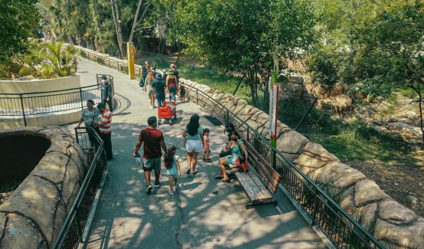 Disfruta en el Zoológico Tamatán del  “CurZoo 2023”, un verano inolvidable