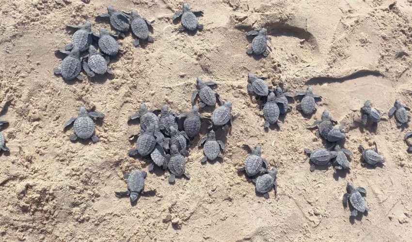 Libera Tamaulipas más de 52 mil crías de tortuga lora