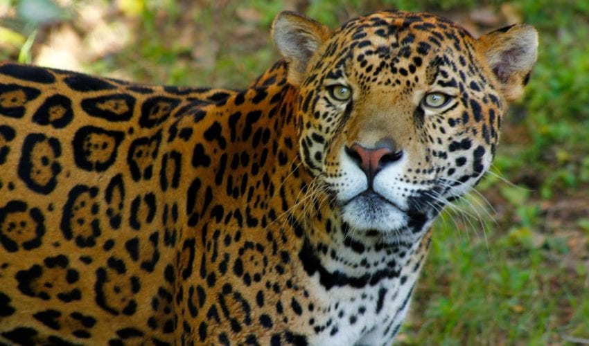 Comisión de Parques y Biodiversidad de Tamaulipas fortalece programa de conservación de especies