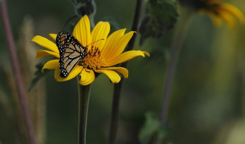 Impulsa la Comisión de Parques y Biodiversidad generación de jardines polinizadores en Tamaulipas