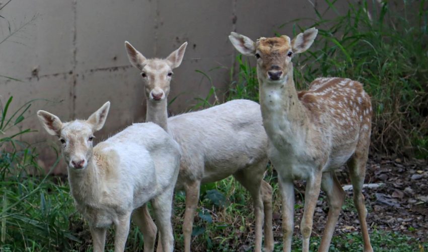 Llegan al Zoológico Tamatán ejemplares en donación del Zoo de Nuevo Laredo