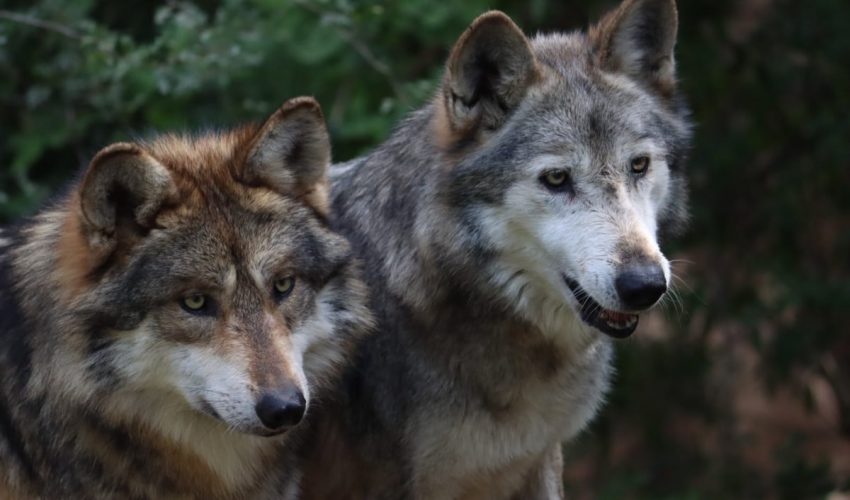 Participa Tamaulipas en Programa Binacional del Lobo Gris Mexicano
