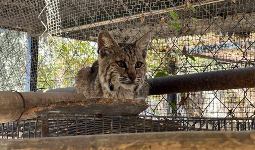 Resguarda Zoológico Tamatán a una osezna, un lince y un ocelote