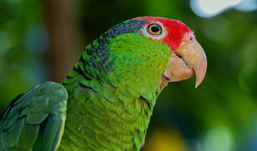 Cotorreando en el Tamux, una experiencia con alas